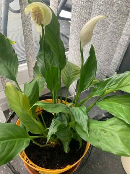 Photo of free Peace lily (Monifieth DD5) #1