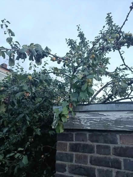 Photo of free Ripe Yellow Plums (SE22) #3