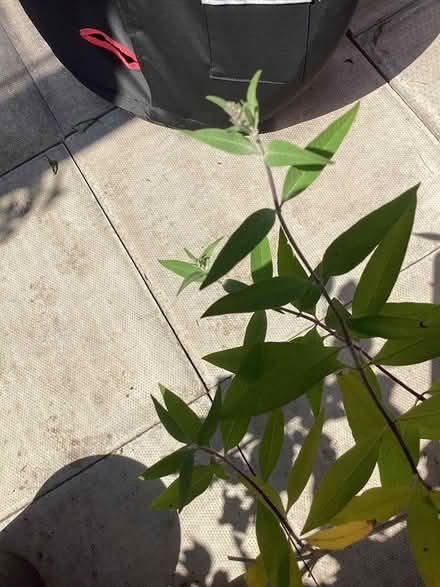 Photo of free 2 buddleia plants in pots (Southport PR9) #3