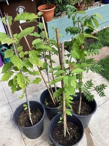 Photo of free 2 beech tree whips in pots (Southport PR9) #1