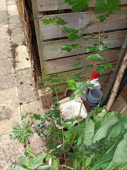 Photo of free baby ornamental Sycamores (Little Stoke ST15) #2