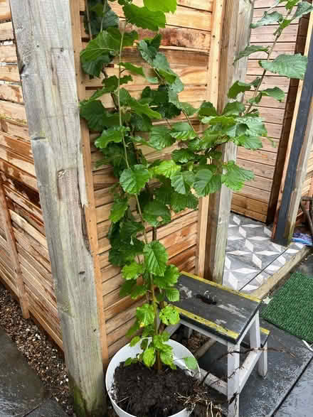 Photo of free Young Hazelnut Tree (BR3 Beckenham/Penge) #1