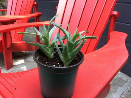Photo of free Cacti (Etobicoke South) #1