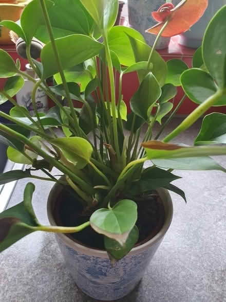 Photo of free House plants (Beckton E6) #2