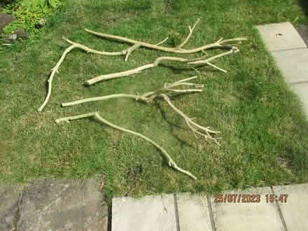 Photo of free Tree prunings (Hitchin SG5) #1