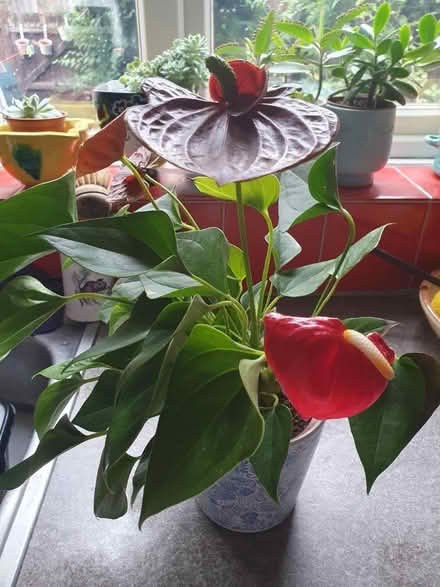 Photo of free House plants (Beckton E6) #1