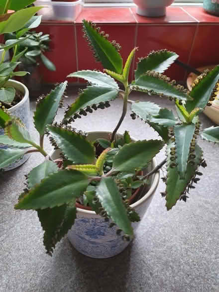 Photo of free House plants (Beckton E6) #4