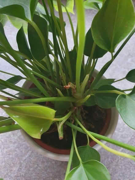 Photo of free House plants (Beckton E6) #3