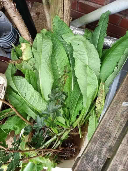 Photo of free Teasel plants (Little Stoke ST15) #1