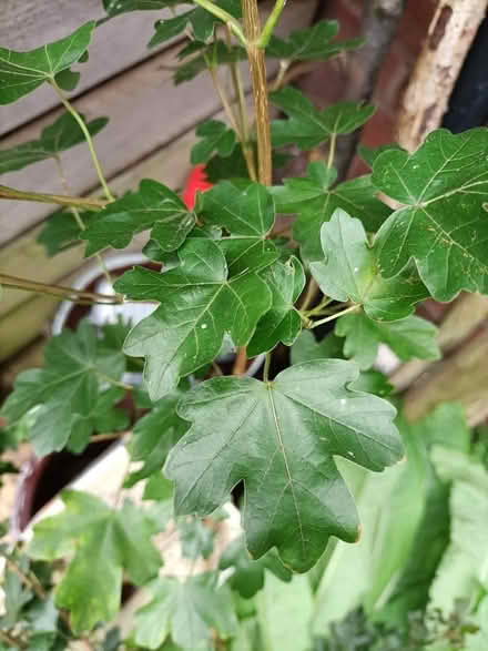 Photo of free baby ornamental Sycamores (Little Stoke ST15) #1