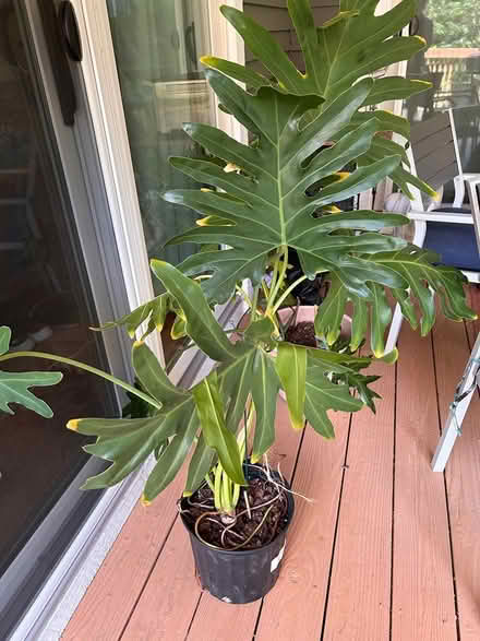Photo of free Monstera Plant (Edgmont 19073) #1
