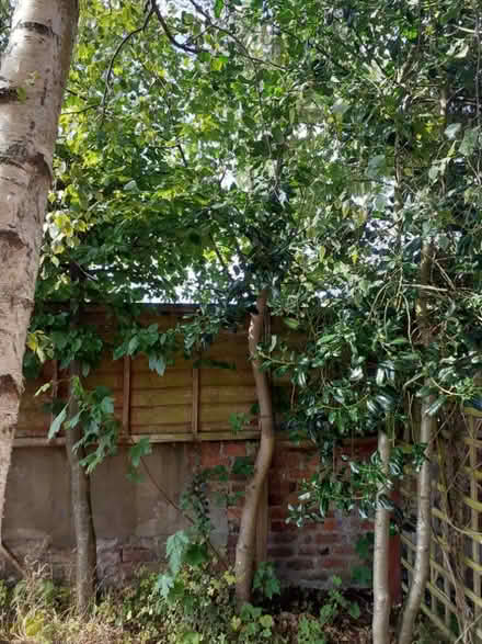 Photo of free Garden shed and tress (PR8) #1