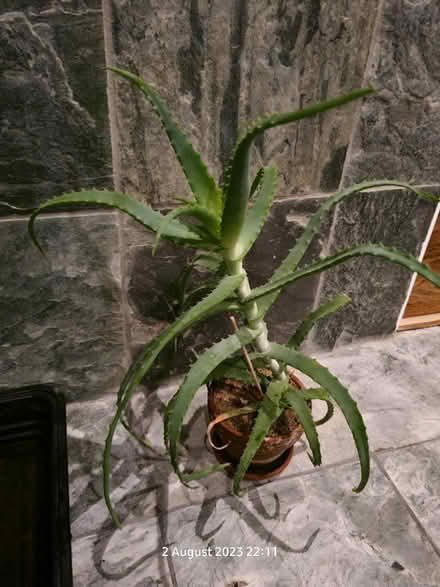 Photo of free house plants (BS24) #2