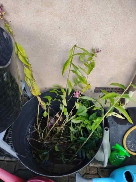 Photo of free Plants (Penrith CA11) #1