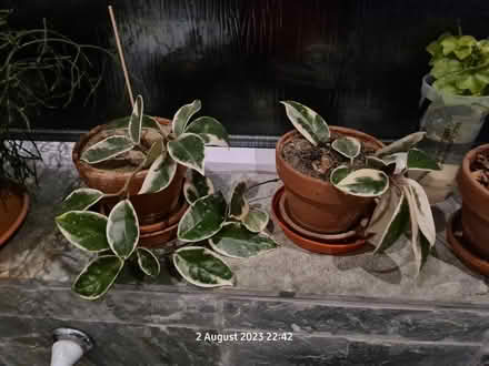 Photo of free house plants (BS24) #1