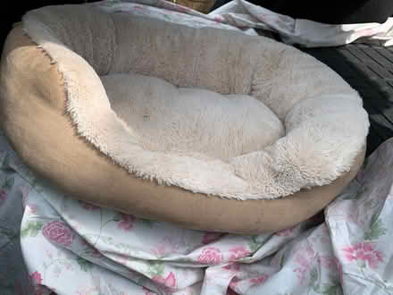 Photo of free Dog bed (Loose, Maidstone) #2