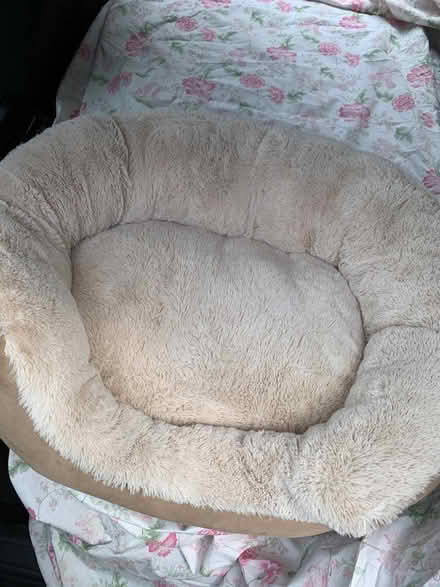 Photo of free Dog bed (Loose, Maidstone) #1