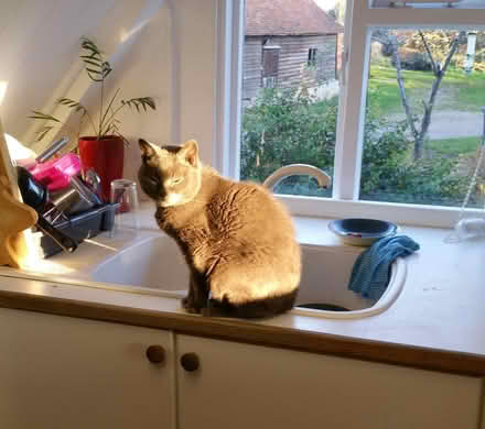 Photo of free Kitchen sink and worktop (Danbury, CM3) #3