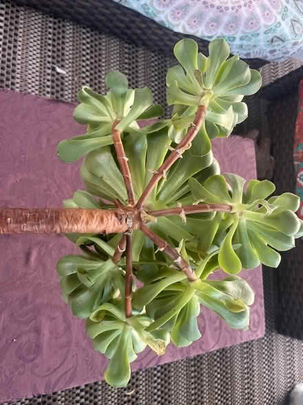 Photo of free Succulent cut (West San Jose) #3