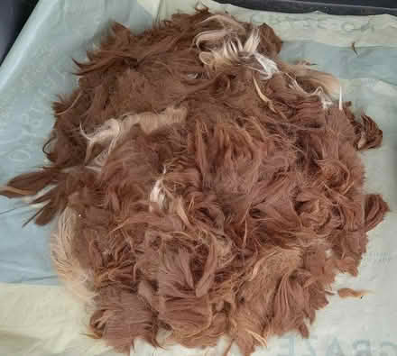 Photo of free Alpaca Fleece (Pant SY10) #1