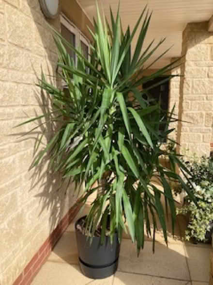 Photo of free Yucca (Bowbridge GL5) #1