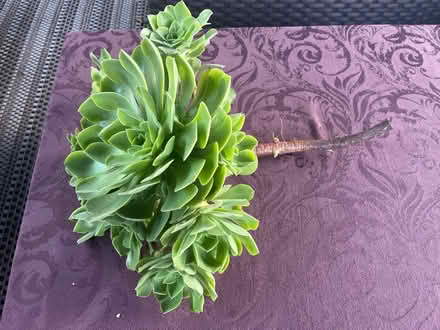 Photo of free Succulent cut (West San Jose) #1