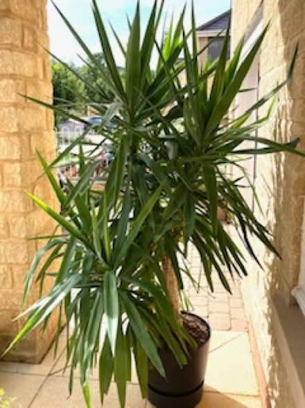 Photo of free Yucca (Bowbridge GL5) #2