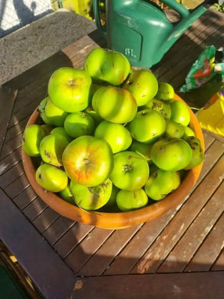 Photo of free Apples from the garden (Kennington) #1
