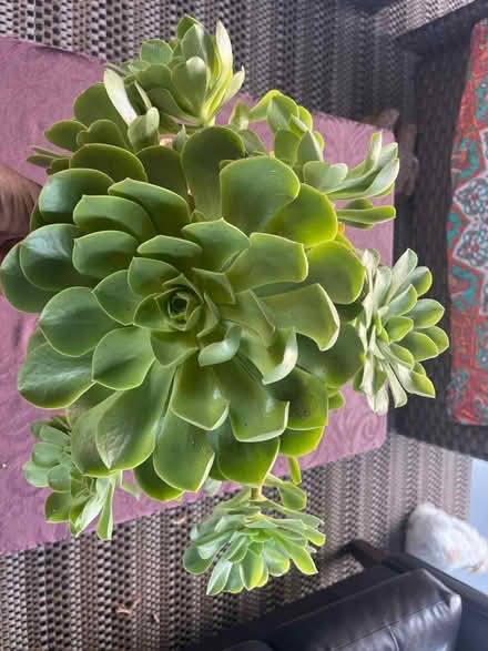 Photo of free Succulent cut (West San Jose) #2