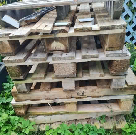 Photo of free pallets (Pant SY10) #1