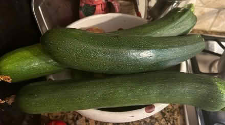 Photo of free zucchini (Sunnyvale, CA Ponderosa Park) #1