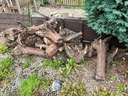 Photo of free Tree trunks ~ wood for burning (HX2) #1