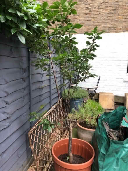 Photo of free Cherry tree (Tufnell Park, N19 5) #1