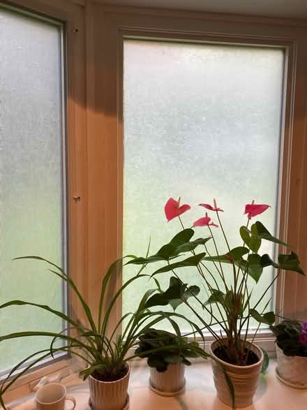 Photo of free Rice paper for windows (Cabin John near Bethesda) #3