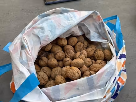 Photo of free Walnuts (March PE15) #1