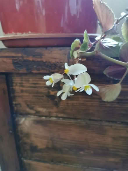 Photo of free 2 Mature House Plants (Saltaire BD18) #2