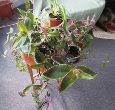Photo of free House plants (Kittybrewster AB24) #1