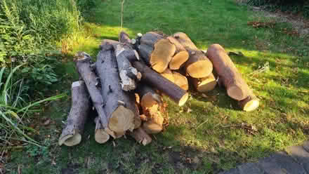 Photo of free Logs (TW1 Richmond) #1