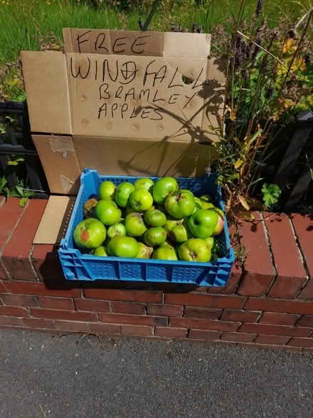 Photo of free Windfall apples (S35 oughtibridge) #1