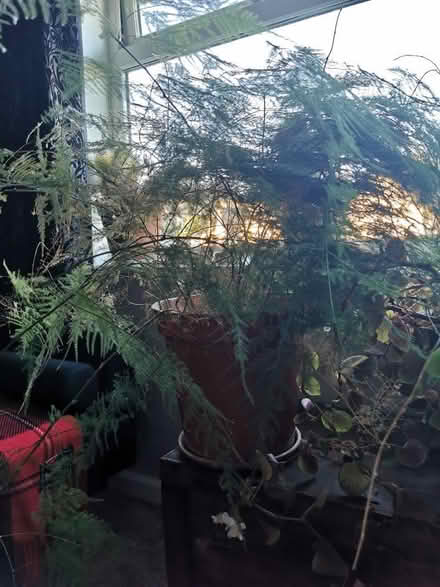 Photo of free 2 Mature House Plants (Saltaire BD18) #1