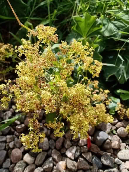 Photo of free Lady's mantle plants (Wolfhill PH2) #1