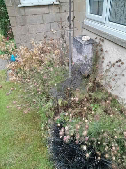 Photo of free Seed heads of honesty and nigella (Kingsway) #1