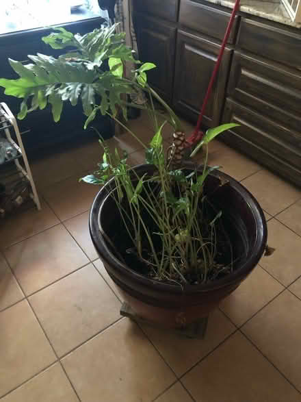 Photo of free GIANT Mixed Plants (Bella Vista) #1