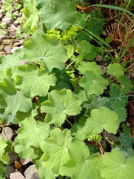 Photo of free Lady's mantle plants (Wolfhill PH2) #2