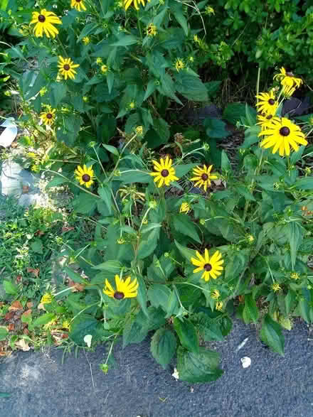 Photo of free Plants - Tall Black-eye Susans (Roslyn) #1