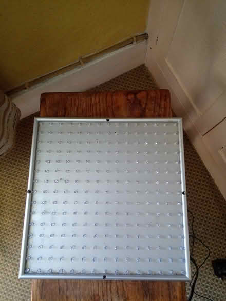 Photo of free Growing Lamp (Killerton) #2