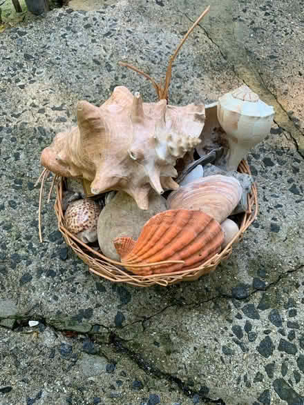 Photo of free A Mere Basket of Shells (South Brunswick Fresh Ponds) #1