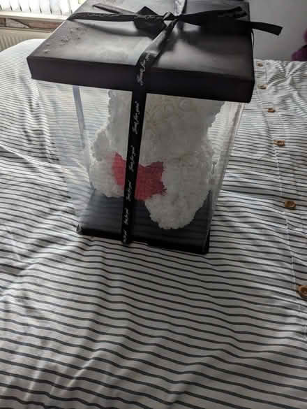 Photo of free Rose Bear (Culcheth WA3) #2