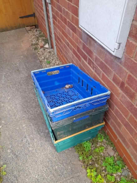 Photo of free 3 x Plastic Storage Boxes Tubs (DY10 Horsefair Kidderminster) #2