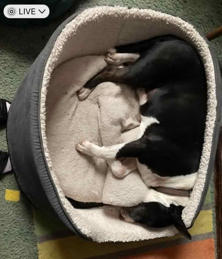 Photo of free XL dog bed - needs a wash (Smallwood B98) #1